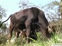[ Zoophilia Sex Video ] He Played with a Cow's Dick Till It Jerks Off